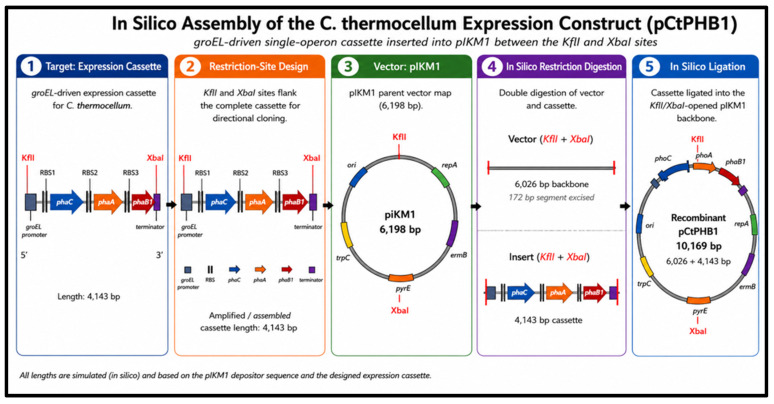In silico assembly of the C. thermocellum expression construct (pCtPHB1). The groEL–RBS1-phaC–RBS2-phaA–RBS3-phaB–terminator expression cassette (4143 bp) was assembled in silico and inserted between the KflI and XbaI sites of the 6198 bp pIKM1 backbone (Addgene depositor sequence), which retains 6026 bp after excision of a 172 bp native segment between the two sites, giving a 10,169 bp final construct.