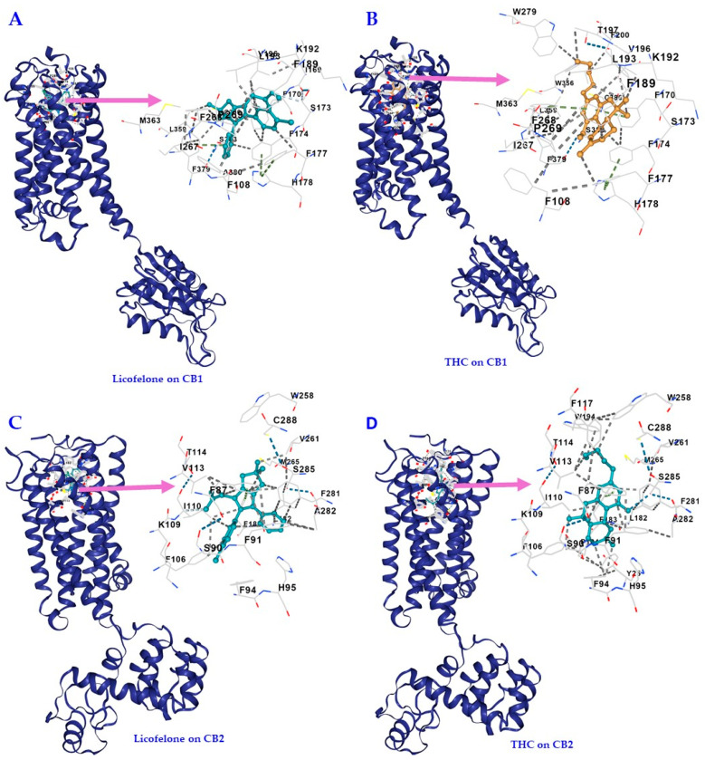 Licofelone and 1-trans-delta-9-tetrahydrocannabinol (THC) interact with similar CB1 and CB2 receptors’ cavities with comparable affinities. The best potential cavity regions on CB1 and CB2 receptors were detected by a structure-based approach. The interactive visualization for the 3D structure of (A) CB1 with licofelone bound to the cavity, (B) CB1 with THC bound to the cavity, (C) CB2 with licofelone bound to the cavity, and (D) CB2 with THC bound to the cavity.