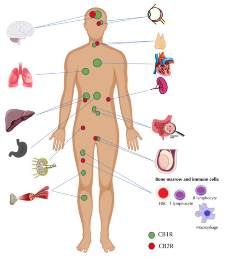The distribution of cannabinoid receptors within the human body. CB1R—cannabinoid receptor type 1, CB2R—cannabinoid receptor type 2, HSC—hematopoietic stem cell (some graphic was acquired from vecteezy.com, accessed date: 1 November 2021).