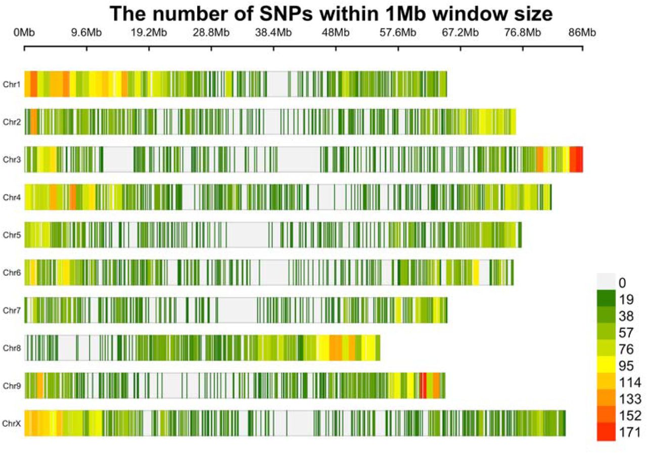 SNP density plot of the chromosome-wise number of SNPs within 1 MB window size