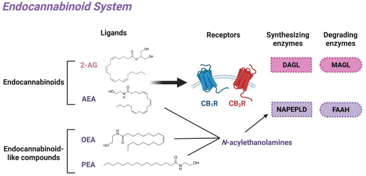 Graphic of endocannabinoid system with ligands, receptors, and enzyme pathways. Endocannabinoid system.