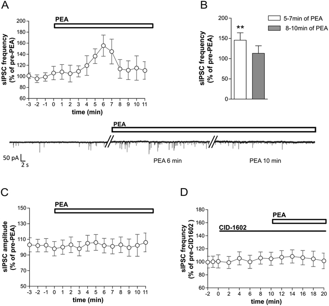 N-Palmitoylethanolamide (PEA) increases striatal GABA transmission. (A,B) The graphs show the early increase and the late reduction of sIPSC frequency after the application of PEA. The electrophysiological traces on the bottom are examples of voltage-clamp recordings before and during the application of PEA. (C) PEA-induced modifications of sIPSC frequency were not associated to any change in mean amplitude of sIPSCs. (D) The effects of PEA on sIPSC frequency were fully prevented by the application of CID-O1602. Paired Student’s t-Test **, p < 0.01.