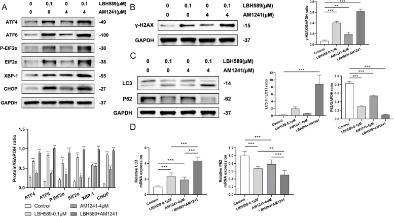 The influence of LBH589 combined with AM1241 on the channels. LBH589 combined with AM1241 activated A endoplasmic reticulum stress pathway (n = 3), B DDR signaling pathway (n = 3) and C and D autophagy (n = 3). Compared with the control group, *P < 0.05, **P < 0.01, ***P < 0.001