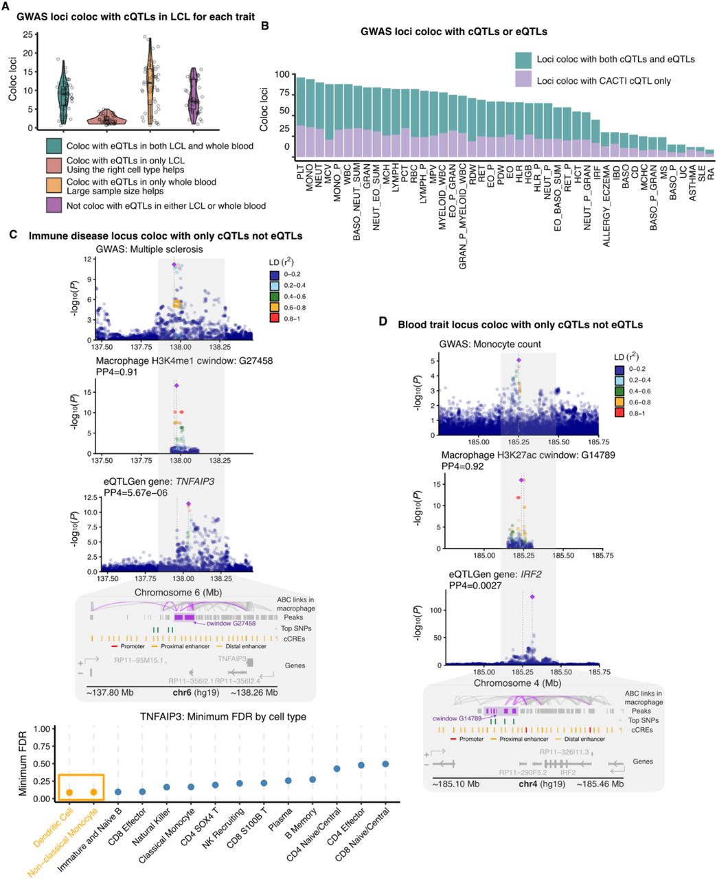 Colocalization of GWAS loci of 36 blood related traits and 8 immune diseases with cQTLs versus eQTLs.(A) GWAS loci colocalize with cQTLs in LCL and eQTLs from LCL or whole blood. Each point is a blood trait or immune disease. Y-axis shows the number of loci colocalize with cQTLs. These loci are categorized into four groups, including loci also colocalize with eQTLs in (1) both whole blood and LCL, (2) only whole blood, (3) only LCL, (4) neither whole blood nor LCL. eQTLs in whole blood are from eQTLGen. eQTLs in LCL are from GTEx.(B) GWAS loci colocalize with only CACTI cQTLs but not eQTLs (purple) or with both cQTLs and eQTLs (blue). eQTLs are from eQTLGen.(C) A GWAS locus of multiple sclerosis on chromosome 6 colocalizes with cQTLs of H3K4me1 in uninfected macrophages identified by CACTI. This locus does not colocalize with eQTLs of any nearby genes, including TNFAIP3. Colors represent LD between SNPs and the lead SNP. Bottom genome browser tracks show ABC links in macrophage (highlighting links overlap with peaks included in the cWindow), peaks (highlighting peaks included in the cWindow), SNPs with top cWindow associations (p-value<10-6), candidate cCREs from ENCODE (red promoter, orange proximal enhancer, yellow distal enhancer), and genes around the locus, followed by a scatter plot showing the minimum FDR of cell-type–specific eQTLs for TNFAIP3 across 14 immune cell types in the OneK1K dataset.(D) A GWAS locus of monocyte count on chromosome 4 colocalizes with cQTLs of H3K27ac in uninfected macrophages identified by CACTI. This locus does not colocalize with eQTLs of any nearby genes, including IRF2. Colors represent LD between SNPs and the lead SNP. Bottom genome browser tracks show ABC links in macrophage (highlighting links overlap with peaks included in the cWindow), peaks (highlighting peaks included in the cWindow), SNPs with top cWindow associations (p-value<10-6), candidate cCREs from ENCODE (red promoter, orange proximal enhancer, yellow distal enhancer), and genes around the locus. See Figure S17 for the scatter plot showing the minimum FDR of cell-type–specific eQTLs for IRF2 across 14 immune cell types in the OneK1K dataset.