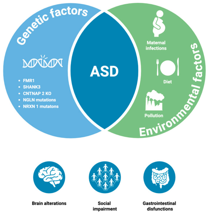 Overview of the main factors characterizing ASD. The figure illustrates the combination of genetic and environmental factors underlying autism spectrum disorder (ASD). Specifically, the genetic factors include fragile X messenger ribonucleoprotein 1 (FMR1) gene, SH3 and multiple ankyrin repeat domains 3 (SHANK3), contactin-associated protein-like 2 (CNTNAP2) knockout, Neuroligin (NLGN) mutations, and Neurexin (NRXN1) mutations. The environmental factors shown include maternal infections, dietary influences, and exposure to pollution. At the bottom of the figure, three of the main symptoms associated with ASD are presented: brain alterations, social impairment, and gastrointestinal dysfunction (Created in BioRender. https://BioRender.com/4edg0mn, URL accessed on 15 June 2025).