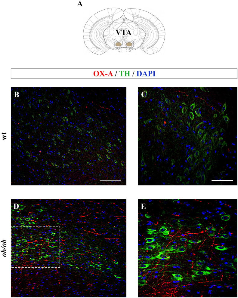 (A) Schematic representation of a coronal section of the mouse brain highlighting the anatomical localization of the VTA (adapted from the mouse brain atlas, (Franklin and Paxinos, 1997). (B–E) Confocal microscopy images showing OX-A immunolabeled axon terminals apposed to TH-expressing neurons of adult wt and ob/ob mice. Immunofluorescent signals are red for OX-A, green for TH, and blue for DAPI. Note the enhancement of OX-A and TH immunoreactivities in the VTA of ob/ob mice (D,E) compared to the wt mice (B,C). (E) is a higher magnification of the boxed area in (D). [Scale bar: 100 μm (B,D), 50 μm (C,E)].