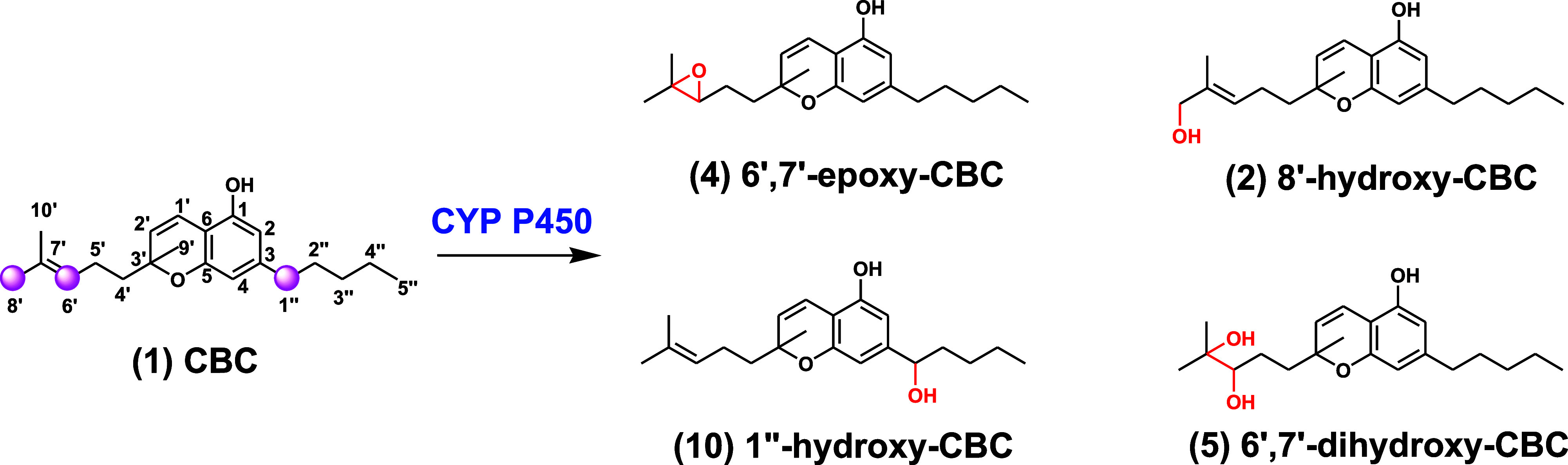 CBC and its metabolites: CBC (1) undergoes oxidation in the presence of CYP P450 to give 6′,7′-epoxy-CBC (4), 8′-hydroxy-CBC (2), 1″-hydroxy- CBC (10), and 6′,7′-dihydroxy-CBC (5). Please use an updated figure 1 [with better resolution] which is attached as ChemDraw file as well as in MS Word file