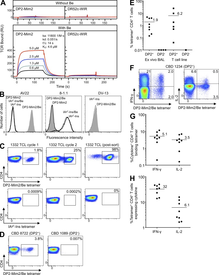 HLA-DP2–mimotope-2/Be tetramer staining of Be-specific T cell lines and ex vivo BAL cells from CBD patients. (A) Approximately 2,000 resonance units (RU) of biotinylated HLA-DP2–mimotope-2 and control HLA-DR52c–WIR complex were immobilized in flow cells of a BIAcore streptavidin biosensor chip. Various concentrations of soluble AV22 TCR were injected through the flow cells before and after loading with 200 µM BeSO4, and the surface plasmon resonance signal was obtained. Data shown are representative of three independent experiments. (B) Staining of T cell hybridomas (Be-specific AV22, insulin B:9-23–specific 8-1.1, and dengue virus–specific DV-13) with HLA-DP2–mimotope-2 (DP2-Mim2) and IAg7-insulin (IAg7-Ins) tetramers prepared into complexes either in the presence or absence of BeSO4. Cells were stained with 20 µg/ml of tetramers, and fluorescence intensity was evaluated by flow cytometry. Representative results from three independent experiments are shown. All hybridomas expressed high levels of TCR (not depicted). (C) Detection of HLA-DP2–mimotope-2/Be tetramer–binding T cells from parental T cell line derived from CBD patient 1332. BAL T cells after one and two cycles of stimulation with BeSO4 and after Vβ5.1 sorting were stained with the HLA-DP2–mimotope-2/Be (top) and IAg7-insulin (bottom) tetramers, and the frequency of CD4+ T cells stained with each tetramer is shown in each density plot. Representative staining results from two independent experiments are shown. (D) HLA-DP2–mimotope-2/Be tetramer staining of ex vivo BAL cells from CBD patients who are HLA-DP2+ (8722) and HLA-DP2− (1089). Density plots show tetramer staining of CBD patients, excluding cells staining with CD8, CD14, and CD19, and gating for CD3 and CD4 expression. Results are representative of ex vivo BAL cells from eight HLA-DP2+ and four HLA-DP2− CBD subjects. (E) Frequency (mean) of CD4+ T cells staining with the HLA-DP2–mimotope-2/Be tetramer is shown for ex vivo BAL cells (n = 12) and BAL T cell lines (n = 7) derived from DP2+ and DP2− CBD patients. Frequency was determined by subtracting nonspecific staining observed with the control tetramer from staining with the HLA-DP2 tetramer. (F) Flow cytometric analysis of dual intracellular cytokine and tetramer staining of ex vivo BAL cells from a DP2+ CBD patient is shown. Density plots show IFN-γ (left) and IL-2 (right) expression relative to HLA-DP2–mimotope-2/Be tetramer staining. Data are representative of the eight HLA-DP2+ CBD subjects studied. (G and H) For ex vivo BAL cells, the mean frequency of IFN-γ– and IL-2–expressing CD4+ T cells that bind the HLA-DP2–mimotope-2/Be tetramer (G) and the frequency of tetramer-positive cells that secrete these cytokines (H) are shown. (E, G, and H) Mean values for each group are indicated with horizontal bars.