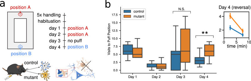 Learning impairment of mutant mice during a place-avoidance.a The learning ability of the mouse was experimentally tested with a place-avoidance task driven by an aversive stimulus. The mouse was free to explore an O-shaped maze, triggering an air puff each time it passed through a fixed location; after the mouse learned to avoid that position, the puff was moved to another location. The test is repeated with two groups of mice: a control group, and a group in which the astrocytic type 1 cannabinoid receptors had been knocked out (mutant). b Mutant mice showed slower learning with respect to control mice, only during reverse learning (Day 4). On each day, the mouse is free to explore the maze for a single session of 10 minutes, and the number of visits to the puff position is recorded. The box plots represent the statistics from 15 (control) and 17 (mutant) animals. There is no significant difference between the groups on Day 1, 2, and 3 (Day 1: 6.59 ± 0.73 vs. 6.13 ± 0.62, p = 0.62; Day 2: 1.41 ± 0.21 vs. 1.40 ± 0.34, p = 0.73; Day 3: 6.00 ± 1.50 vs. 7.27 ± 1.45, p = 0.45; two-sided Mann-Whitney U-test), while there is a very significant difference on Day 4 (Day 4: 3.65 ± 0.50 vs. 5.93 ± 0.61, p = 0.0066, two-sided Student’s t-test). The inset axis shows the same data for Day 4, binned into two 5-minute intervals. Each point is computed as the average over all the animals, and the error bar is the standard error. In the first 5 minutes, the mutant mice visited the puff position significantly more than the control mice, showing a learning deficit. In the last five minutes, the difference is no more observed. Figures adapted from ref. 32.