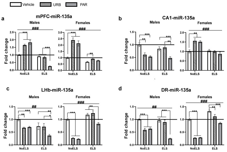 The effects of ELS and chronic late-adolescence treatment with URB or PAR on the expression of miR-135a-5p in adult males and females. (a) In the mPFC, PAR downregulated the expression of miR-135a in ELS males compared to ELS-Vehicle and ELS-URB (left). In NoELS males (left) and females (right), URB and PAR upregulated the expression compared to NoELS-Vehicle. In females (right), URB normalized the expression of miR-135a compared to ELS-Vehicle (n = 5–9). (b) In the CA1, in ELS males (left), PAR downregulated expression compared to ELS-Vehicle or ELS-URB; in NoELS males (left) both URB and PAR downregulated expression. In NoELS females (right), both URB and PAR upregulated expression (n = 5–9). (c) In the LHb, in ELS males (left) and females (right), PAR downregulated expression compared to ELS-Vehicle males and females or URB. In NoELS males and females, URB and PAR downregulated its expression (n = 5–9). (d) In the DR, in ELS males (left), PAR downregulated expression compared to ELS-Vehicle and ELS-URB. In NoELS males (left) and females (right), URB and PAR downregulated expression compared to NoELS-Vehicle males and females. In ELS females (right), URB and PAR downregulated its expression compared to ELS-Vehicle (n = 5–8). DR: dorsal raphe; ELS: early life stress; LHb: lateral habenula; mPFC: medial prefrontal cortex; PAR: paroxetine; URB: URB597. *, p < 0.05; **, p < 0.01; ***, p < 0.001 indicate statistically significant effects followed by post hoc comparisons. ##, p < 0.01; ###, p < 0.001 indicate statistical significance in main effects.