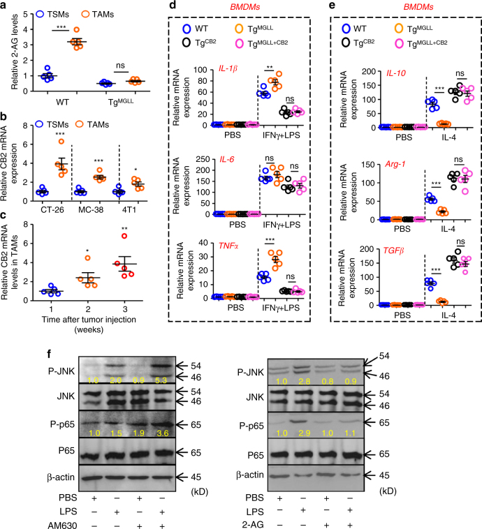 MGLL regulates macrophage activation via CB2 signal. a Relative 2-AG levels in TSMs and TAMs. Six-week-old mice were subcutaneously inoculated with MC-38 cells for 3 weeks. TSMs and TAMs were isolated for 2-AG assays. (n = 5) b Relative CB2 mRNA levels in TSMs and TAMs from 9-week-old mice inoculated with indicated subcutaneous tumors for 3 weeks. (n = 5) c Relative CB2 mRNA levels in TAMs from MC-38 tumor tissues as indicated time points after tumor injection in WT mice. (n = 5) d Relative mRNA expression of proinflammatory cytokines in the PBS- or IFNγ (10 ng ml−1) + LPS (100 ng ml−1)-treated BMDMs from the WT, TgMGLL, TgCB2 or TgMGLL+CB2 mice. (n = 5) e Relative mRNA levels of ant-inflammatory cytokines in the PBS- or IL-4 (10 ng ml−1)-treated BMDMs from the mice described in d. (n = 5) f CB2 antagonizes TLR-4 signaling. Mouse peritoneal macrophages (PMs) were primed with PBS, a CB2 inhibitor AM630 (200 nM) or a CB2 activator 2-AG (10 μM) for 2 h, and then additionally treated with PBS or LPS (500 ng ml−1) for 30 min before harvested for immunoblotting assays. The yellow values indicated the relative expression (P-JNK/JNK or P-p65/p65) according to the density. The expression value in control group for each interested protein was set as 1. Data in a–e are means ± s.e.ms. (*P < 0.05, **P < 0.01, ***P < 0.005; student’s t-test; ns not significant)