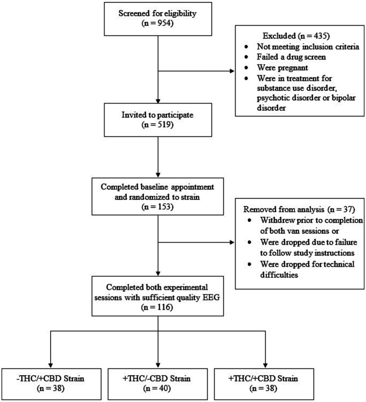 Flowchart of participant selection and study completion. Initially, 954 individuals were screened. From these, 519 were invited to participate. After exclusions for criteria such as pregnancy or treatment for disorders, 153 completed a baseline appointment and were randomized to strains. Finally, 116 completed experimental sessions with sufficient quality EEG, distributed into three groups: 38 for -THC/+CBD strain, 40 for +THC/-CBD strain, and 38 for +THC/+CBD strain.