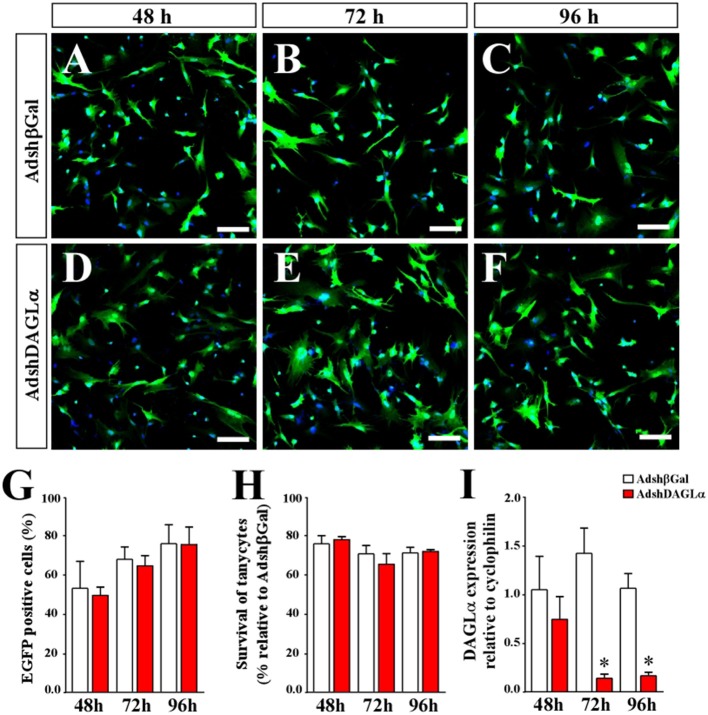 Evaluation of adenoviral particles carrying DAGLα-specific shRNAi. (A–F) Representative images for in vitro cultures of tanycytes infected with AdshDAGα and Adshβgal as a control adenovirus for 48–96 h. (G) Quantification of transduction percentages by the adenoviral particles used in (A–F). (H) Quantification of cell survival shown as the percentage of transduced tanycytes with AdshDAGα and Adshβgal at 48–96 h post-transduction. (I) mRNA levels for DALGα in transduced tanycytes with AdshDAGα and Adshβgal at 48–96 h post-transduction. N = 4 independent experiments for viability and transduction. Bars represent average ± S.D. Bar size = 20 μm. *p < 0.01.