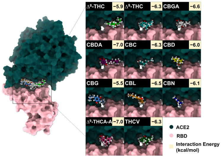 Surface representation of the WT SARS-CoV-2 RBD (pink) and ACE2 (green) interface showing the docked poses of 11 cannabis compounds within pockets 1–3. Insets show representative binding conformations and their corresponding interaction energies for each compound.