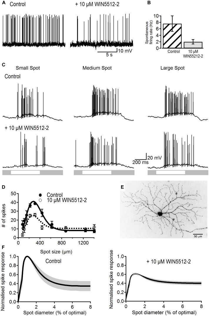 Effects of a cannabinoid agonist on spontaneous activity and receptive field properties of ON-S RGCs. (A) Representative traces showing the reducing effect of WIN55212-2 (10 μM) on spontaneous spike rate. (B) Bar plot showing that the spontaneous frequency of action potentials was significantly reduced in the presence of WIN55212-2 from 7.6 ± 2.38 to 2.0 ± 0.68 spikes/s (p < 0.05, n = 8). (C) Representative traces showing responses of an ON-S RGC to different sized spot stimuli. Stimulation of the cell’s receptive field with a small (154 μm) bright spot caused a response consisting of an increase in firing rate (first column). As the spot increases in size more of the receptive field is stimulated increasing the response. Stimulation of a larger area of the receptive field center causes a larger response (second column, spot size 308 μm). When the spot size increases further the antagonistic surround receptive field is activated and reduces the excitatory response (third column, spot size 1240 μm). After addition of a cannabinoid agonist WIN55212-2 (10 μM) the response to the light spot is decreased. (D) Number of spikes in response to spot stimuli of different sizes for a representative cell. The data is fitted to a Difference of Gaussians (DoG) function. Addition of a cannabinoid agonist lowered the peak response but also lowered the degree of surround inhibition that dampens the peak response observed at larger spot sizes. Symbols represent the average response to two stimulus presentations for each size, bars represent standard deviation. (E) Lucifer Yellow filled ON-S RGC that was treated with WIN55212-2. Scale bar = 50 μm. (F) Average curve fits from all cells tested with WIN55212-2 (n = 9) with the SEM shown in gray. Curves were normalized to the peak response as well as the stimulus size that elicited the peak response.