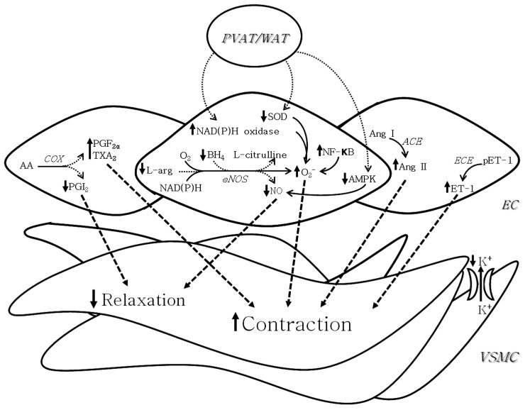 Putative mechanisms of endothelial dysfunction in obesity-associated hypertension. Decreased nitric oxide (NO) bioavailability as a consequence of uncoupled endothelial nitric oxide synthase (eNOS), a process in which eNOS generates superoxide (O2−) instead of NO when the concentrations of either L-arginine (L-arg), the substrate of NOS, or tetrahydrobiopterin (BH4), a cofactor of the enzyme, are depleted, may mediate endothelial dysfunction in obesity-associated hypertension. Increased reactive oxygen species generation as a consequence of increased NF oxidase and NF-κB activity and reduced superoxide dismutase (SOD) activity also contribute to decreasing NO bioavailability in this situation. Increased production of endothelium-derived contractile factors (EDCFs), including prostanoids (PGF2α and TX2), angiotensin II (Ang II) and endothelin I (ET-1) constitute additional mechanisms involved in endothelial dysfunction in obesity-associated hypertension. A potential role for perivascular adipose tissue (PVAT) in the vascular dysfunction of obesity has also been proposed. PVAT can reduce adenosine monophosphate-activated protein kinase (AMPK) activation and increase the NAD(P)H oxidase-induced O2− production leading to reduced NO production. AA = arachidonic acid; ACE = angiotensin-converting enzyme; COX = cyclooxygenase; EC = endothelial cells; ECE = endothelin-converting enzyme; NF-κB = nuclear factor κB; pET-1 = pro-endothelin 1; PGI2 = prostaglandin I2; VSMC = vascular smooth muscle cells; WAT = white adipose tissue.