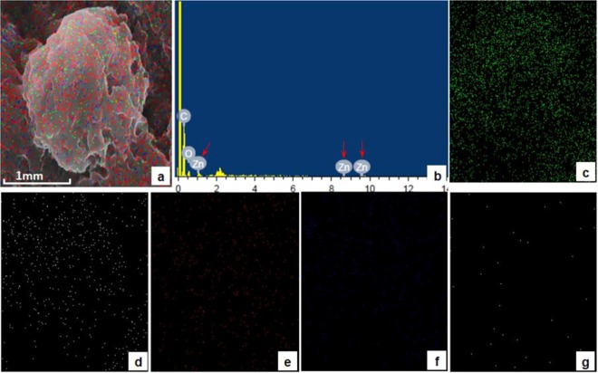 Deposition/presence of various metals on the surface of B. mori hemocyte after ZnO NP exposure. Panel a represents SEM image of hemocyte superimposed with Electron Dispersive X-ray (EDX) imaging of all metals present. The characteristic zinc peaks are indicated by the red arrow in panel b. Other panels indicate EDX imaging, on hemocyte SEM micrograph, of Carbon (c), Oxygen (d), Phosphorus (e), Sodium (f) and Zinc (g).