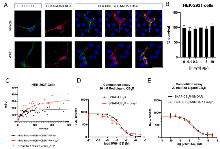 Analysis of CB2R-NMDAR complex formation in the presence of α-syn. (A) Immunocytochemistry assay was performed in HEK-293T cells treated or not with 10 µg/L of human α-syn fibrils for 48 h and transfected with either CB2R-YFP (1 µg cDNA) (shown in green), NR1-Rluc (0.75 µg cDNA) (shown in red) plus NR2B (0.75 µg cDNA), or both. Nuclei were stained with Hoechst (blue). Colocalization is shown in yellow. Scale bar: 20 µm. (B) HEK-293T cells were treated with increasing concentrations of α-syn for 48 h. Then, cells were gently detached, and cell survival was assessed with a cell counter. % vs. 0 µg/L α-syn is shown. Values are the mean ± SEM of five independent experiments performed in triplicates. One-way ANOVA, followed by Tukey’s multiple comparison post hoc test, was used for statistical analysis. (C) BRET assays were performed in HEK-293T cells treated or not with 10 µg/L of human α-syn fibrils for 48 h and transfected with constant amounts of cDNAs for NR1-Rluc (0.5 µg) and NR2B (0.3 µg) and increasing amounts of cDNA for CB2R-YFP (0 to 2.5 µg) or GHSR1A-YFP (0 to 10 µg). Values are the mean ± SEM of five different experiments performed in triplicates. (D,E) HTRF-based competitive binding assays were performed in HEK-293T cells transiently transfected with 1.5 µg cDNA for SNAP-CB2R in the absence (D) or presence of 0.7 µg cDNA for NR1 and 0.7 µg cDNA for NR2B (E). Competition curves of specific binding of 20 nM fluorophore-conjugated CM157 using JWH-133 as competitor are shown. Data represent the mean ± SEM of five experiments performed in triplicates.