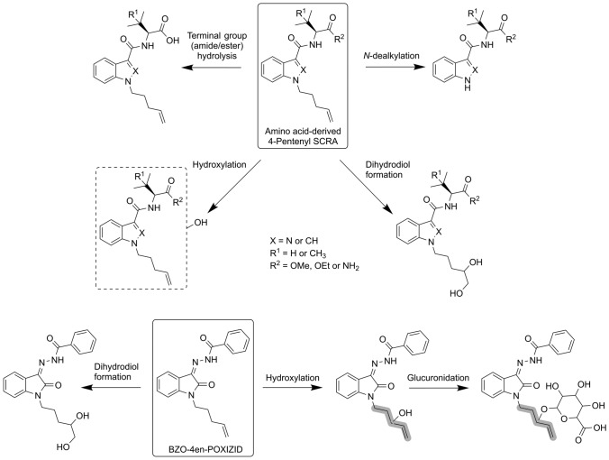 The major metabolic pathways identified for the 4-pentenyl SCRAs