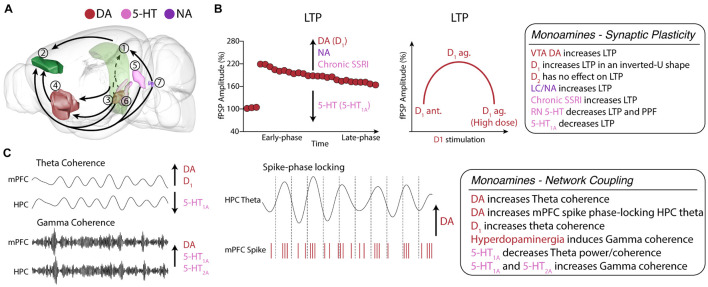 Monoamine neuromodulation of HPC-mPFC communication. (A) HPC-mPFC pathway and monoaminergic circuits. (1) Hippocampus CA1; (2) Prelimbic prefrontal cortex; (3) Ventral tegmental area; (4) Nucleus accumbens; (5) Dorsal raphe nuclei; (6) Median raphe nuclei; (7) Locus coeruleus. Red: main dopaminergic anatomical structures; Purple: main noradrenergic anatomical structures; Pink: main serotoninergic anatomical structures (brain sites adapted from the Brain Explorer, Allen Institute). (B) HPC-mPFC LTP is positively modulated by DA, NA, and chronic SSRI, while 5-HT decreases LTP. In particular, D1 activation affects LTP in an inverted U-shaped dose dependence, providing a fine-tune functional regulation in the HPC-mPFC pathway. (C) In HPC-mPFC communication, D1 and 5-HT1A receptors induce opposite effects in theta coherence, however, both increase gamma coherence. DA, dopamine; 5-HT, serotonin; NA, noradrenaline; SSRI, selective serotonin reuptake inhibitor; LTP, long-term potentiation; LTD, long-term depression.