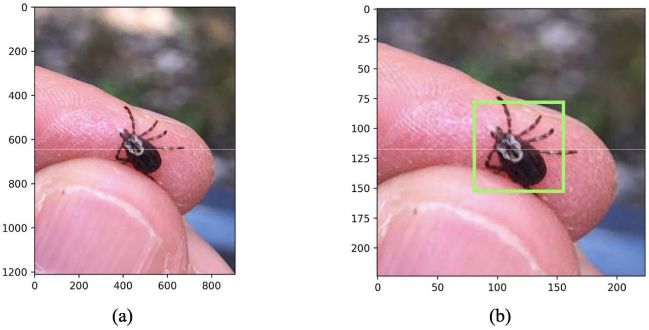 Cropping, resizing, and measuring the relative tick size (RTS) for user-generated images.(a) Original resolution image of a female Dermacentor variabilis tick (b) The cropped and resized image (224×224 pixels) with the relative tick size bounding box depicted in green (RTS=67 pixels).