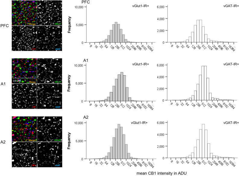 Mean CB1R intensity frequency histograms for excitatory (vGlut1-IR +) and inhibitory (vGAT-IR +) cell types across three brain regions of the human cortex, measured in analogue-to-digital units (ADU). PFC = prefrontal cortex, A1 = primary auditory cortex, A2 = association auditory cortex. Scale bar can be seen in the sample image for A1.