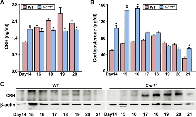 Aberrant levels of CRH and corticosterone from CB1 deficiency contribute to preterm birth in mice.(A & B) Circulating levels of CRH and corticosterone in pregnant WT and Cnr1−/− mice during late gestation (n = 4–5, *P<0.05). (C) Western blot analysis of CRH in WT and Cnr1−/− ovaries during late gestation, showing an early induction of ovarian CRH expression in mutant females.
