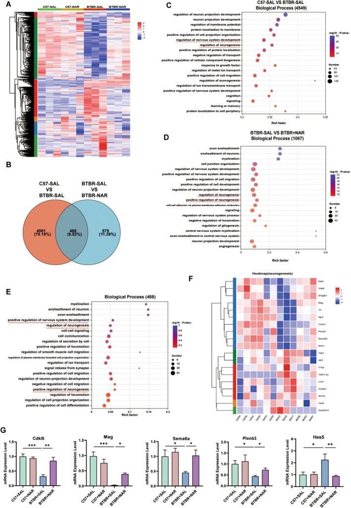 Naringin modified the transcriptome of the hippocampus in four distinct groups of mice. (A) The heat map depicts the hierarchical clustering of the four groups. (B) Venn diagram illustrating the treatment of co‐regulated DEGs by NAR. (C) The top 20 GO pathways from C57‐SAL VS BTBR‐SAL in BP enrichment. (D) The top 20 GO pathways from BTBR‐SAL VS BTBR‐NAR in BP enrichment. (E) The top 20 GO pathways from the intersection of the above two gene sets as determined by BP enrichment. (F) The heat map depicts genetic changes related to neurogenesis in the four groups. (G) Verification of high variation genes in RNA‐seq by RT‐PCR. N = 3–4. *p < 0.05, **p < 0.01, ***p < 0.001.
