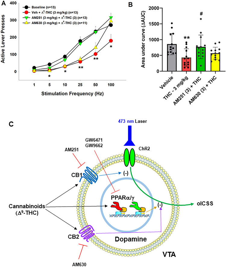 Effects of CB1 and CB2 receptor antagonists on Δ9-THC-induced changes in oICSS in DAT-cre mice.A The stimulation-rate response curves showing that 3 mg/kg Δ9-THC significantly decreased oICSS, which was blocked by AM251 and partially reduced by AM630. B The ΔAUC data from the data in (A), illustrating that the reduction in oICSS by Δ9-THC was blocked by AM251 and partially reduced by AM630. C A summary diagram showing how Δ9-THC modulates oICSS and how CB1, CB2 and PPAR antagonists block Δ9-THC action in oICSS. **p < 0.01, ***p < 0.001, relative to baseline. #p < 0.05, relative to Δ9-THC group.