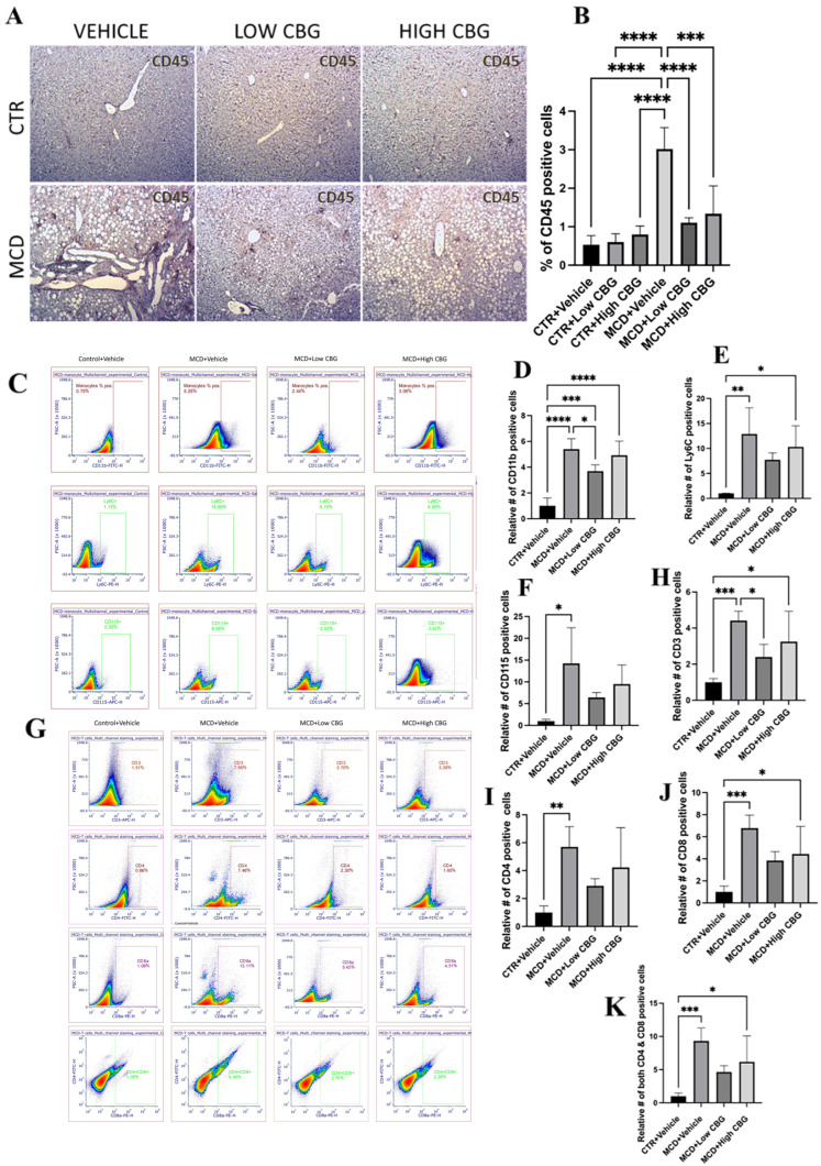Hepatic inflammation in MASH mouse model with CBG treatment. (A) Representative images of immunohistochemistry staining of CD45 (brown)-positive white blood cells of the liver sections from mice of each group. Original magnification, ×100. (B) The quantification of the levels of inflammation. Quantification is performed using ImageJ software. (C–F) Representative images (C) and graphical representation of the relative number of CD11b+ (D), Ly6C+ (E), and CD115+ (F) cells in isolated NPCs of the liver from each group of mice. (G–K) Representative images (G) and graphical representation of the relative number of CD3+ (H), CD4+ (I), CD8+ (J), and cells CD4+/CD8+ (K) in isolated NPCs of the liver from each group of mice. All flow data are normalized relative to the average values of the control groups. * p < 0.05; ** p < 0.01; *** p < 0.001; **** p < 0.0001.