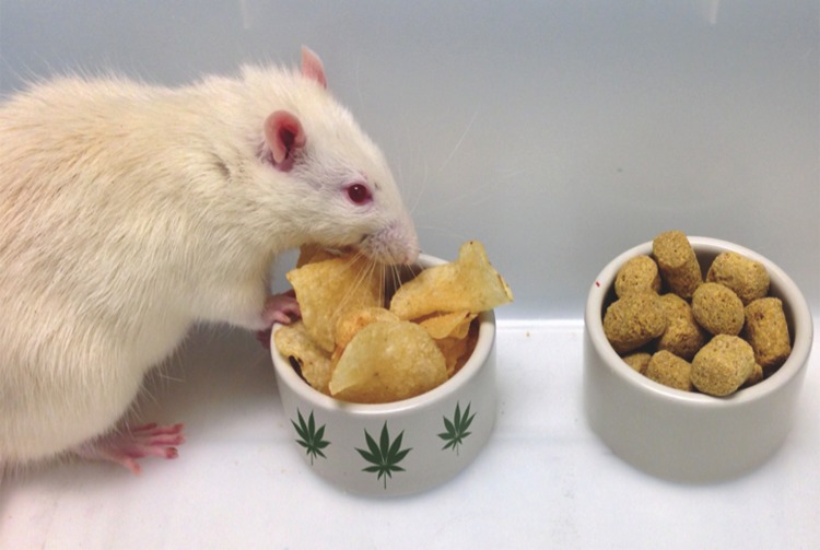 Fatty food intake is driven by gut–brain endocannabinoid signaling. Tasting dietary fat increases endocannabinoid levels within the rat jejunum.42 Inhibiting local endocannabinoid signaling at jejunal CB1Rs reduces fat intake and preferences for unsaturated dietary fats.42,53 Here, a rat prefers to eat fat-rich potato chips rather than a standard laboratory chow, which contains far lower quantities of dietary fat than chips. Thus, it is proposed for illustrative purposes that this rat's preference for the fat-rich food is driven by an enhancement of gut–brain endocannabinoid signaling (i.e., the body's natural “cannabis-like molecules”) that is triggered by tasting the fat contained in the chips.