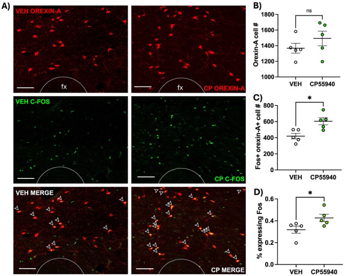 Edible cannabinoid receptor agonist CP55940 increases c‐Fos expression in orexin neurons (n = 5/treatment). Representative images from each treatment are shown in (A) with vehicle‐treated in the left column and CP55940‐treated in the right column. There were no differences in total orexin‐A + cell number (B), but there was an increase in doubly labeled c‐Fos + orexin‐A + cells in the cannabinoid‐treated group (C). The percentage of c‐Fos + orexin‐A neurons was calculated for each animal showing that the cannabinoid‐treated group had a higher percentage of orexin‐A neurons expressing c‐Fos compared to vehicle‐treated animals (D). The scale bars are 100 μm. Data were analyzed by unpaired two‐tailed Student's t‐test with Welch's correction applied only to the number of OH+ neuron counts due to unequal standard error of the mean and are means +/− SEM; *p < 0.05.
