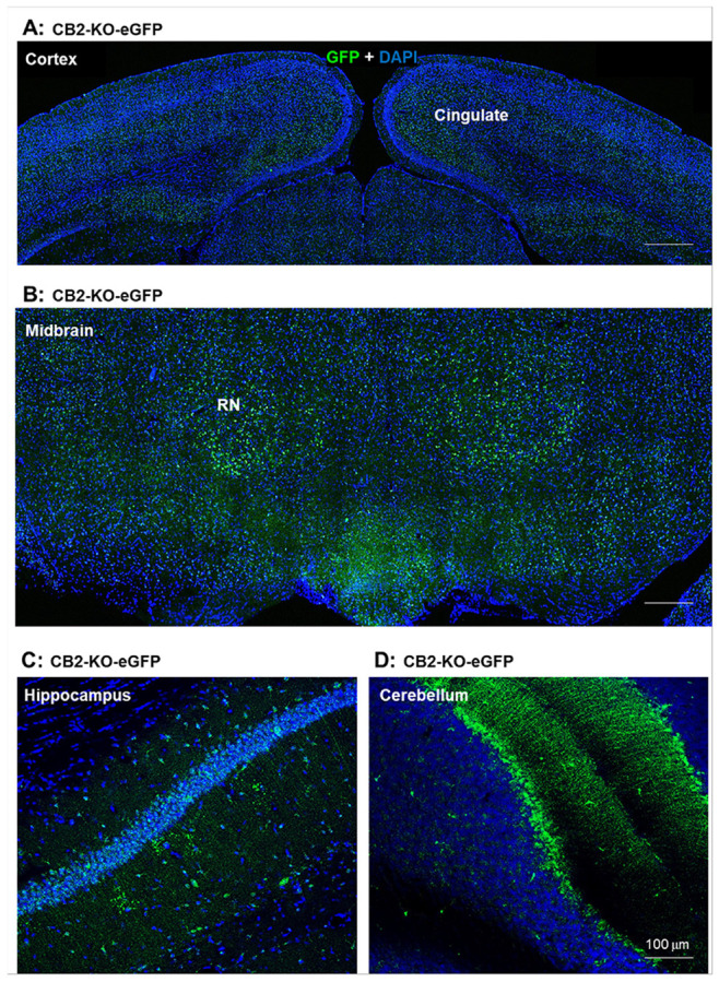 CB2R-driven GFP expression in the brain of homozygous CB2-KO-eGFP mice. (A, B, C, D) Representative confocal images of GFP-immunostaining in the cingulate cortex (layer 5) (A), midbrain red nucleus (B), hippocampus (C), and cerebellum (D), respectively, with high signal intensity in cerebellum and midbrain red nucleus. (Also see Suppl. Figs. 5-8)