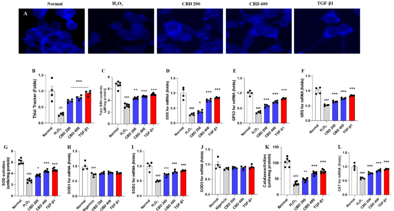 Antioxidant effects of the CBD. (A) Fluorescence images for Thiol tracker and (B) quantification analysis. (C) Total GSH contents in the protein lysates of hMSCs. (D) mRNA expression levels of GSH systems including GSS, (E) GPX3, and (F) GRS. (G) SOD activities in the protein lysates of hMSCs and mRNA expression levels of SOD family members including (H) SOD1, (I) SOD2, and (J) SOD3. (K) Catalase activities in the protein lysates for hMSCs and (L) mRNA expression levels of CAT. Images were captured by fluorescence filters equipped with microscopy conditions (630×). Data are expressed as mean ± S.E.M (n = 4 to 6 for each group). ##p < 0.01 and ###p < 0.001 vs. normal group; *p < 0.05, **p < 0.01 and ***p < 0.001 vs. H2O2 group.
