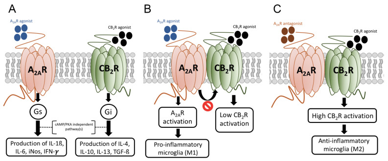 Microglial polarization mediated by adenosine A2A and cannabinoid CB2 receptor and by A2A-CB2 receptor heteromer. Panel (A). By unknown mechanisms unrelated to the cAMP/PKA pathway activation of the A2A receptor, which couples to Gs, this receptor mediates pro-inflammation, whereas activation of the CB2R mediates anti-inflammation/neuroprotection. Panel (B). A2AR agonists acting on microglial receptors are pro-inflammatory. Within the A2A-CB2 receptor heteromer, activation of the A2AR reduces CB2R-mediated signaling (negative cross-talk). Panel (C). Blockade of the A2AR is anti-inflammatory in activated microglia but, also, it reverts the negative cross-talk within the A2A-CB2 receptor heteromers. Accordingly, A2AR antagonists are not only anti-inflammatory but potentiate the anti-inflammatory/neuroprotective action of endocannabinoids acting on microglial CB2Rs.