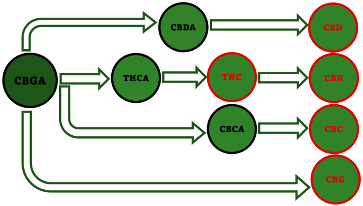 Biosynthetic pathway starting from CBGA and leading to the five major PCs. This image has been created by the authors exploiting information available online at https://www.openaccessgovernment.org/cbg-the-mother-of-all-cannabinoids-with-broad-antibacterial-activity/95824/ (accessed on 3 May 2023).