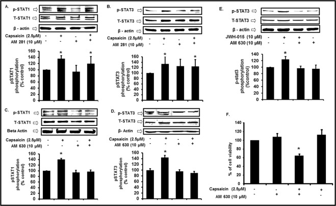 Cannabinoid Receptor CB2 activation is essential for capsaicin induced otoprotection. (A,B) To determine the role of CB1 receptor in capsaicin induced cell survival, we pretreated UB/OC-1 cells with CB1 antagonist, AM281 (10 µM) for 30 min followed by capsaicin (2.5 µM) for 45 min. Western blots showed that inhibition of CB1 receptors (by AM281) did not affect either the capsaicin-mediated Ser727 p-STAT1 (A) or Tyr705 p-STAT3 (B). Asterisk (*) indicates statistically significant change from control. (p < 0.001, n = 4). (C,D) To determine the role of CB2 receptor in capsaicin induced cell survival, we pretreated UB/OC-1 cells with CB2 antagonist, AM630 (10 µM) for 30 min followed by the capsaicin (2.5 µM) for 45 min. Western blots showed that inhibition of CB 2 receptors blocked the capsaicin-mediated Ser727 p-STAT1 (C) and Tyr705 p-STAT3 (D). Asterisk (*) indicates statistically significant change from control. (p < 0.001, n = 4). (E) We pretreated UB/OC-1 cells with or without CB2 antagonist, AM630 (10 µM) for 30 min followed by CB2 agonist, JWH-015 (10 µM) for 30 min. Western blots showed CB2 agonist (JWH-015) increased Tyr705 p-STAT3, and that inhibition of CB2 receptors (by AM630) reduced the JWH-015 -mediated Tyr705 p-STAT3 phosphorylation. Thus, this implicates CB2R in the protective signaling of STAT3. (Asterisk (*) indicates statistically significant change from control (p < 0.05, n = 4). (F) We pretreated UB/OC-1 cells with AM630 for 45 min, followed by capsaicin (2.5 µM) for 24 h. We assessed cell viability using MTS assay. Significant cell death occurred when cells were treated with CB2 antagonist, AM630 and capsaicin, implicating CB2 receptors in cell survival. Asterisk (*) indicate statistically significant change from control (p < 0.05, n = 4). Western blotting: we loaded all samples serially as depicted on the gel. The grouping of blots reflects the same blot re-probed with different antibodies. β-actin is used as loading control. None of the blots have lanes taken from different parts of the blot. Thick borders denote separate antibody probes for the same gel.