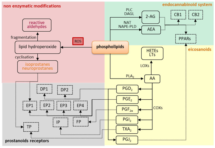 The most important lipid derivatives are generated from arachidonic acid in enzyme-dependent pathways and their receptors. Abnormal lipid metabolism is observed during oxidative stress. Non-enzymatic modifications involve the fragmentation and cyclization of lipids, leading to the formation of reactive aldehydes and isoprostanes, respectively. On the other hand, endocannabinoids and prostanoids are generated through the enzymatic pathway. These compounds affect cell functions by activating different receptors. Importantly, one compound may act on different receptors, while one receptor can be activated by different compounds.