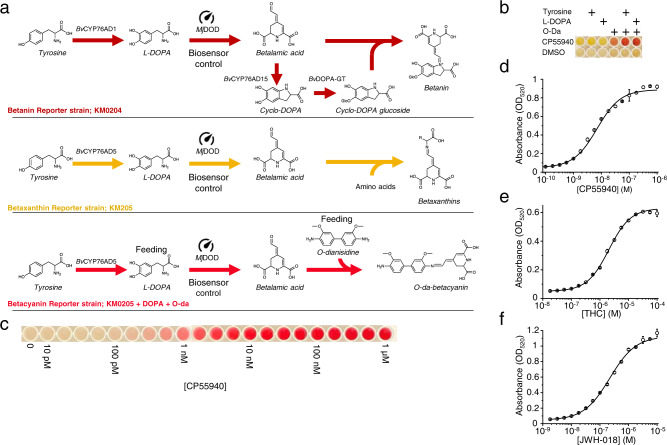 Betalain biosynthesis-based reporters.a Three betalain-based transcriptional reporter systems were constructed based on three different biosynthetic pathways. In all the reporters, DOPA dioxygenase (MjDOD) is the reporter gene that is controlled by the biosensor and other genes are constitutively expressed. The betanin reporter is based on the strain KM204, where BvCYP76AD1 hydroxylates tyrosine into L-DOPA that is subsequently oxidized to betalamic acid. This is then further oxidized by BvCYP6AD1 into cyclo-DOPA and glucosylated by DOPA-5-glucosyltransferase to cyclo-DOPA-glucoside. Finally, betalamic acid and cyclo-DOPA-glucoside spontaneously condense to make betanin. The betaxanthin reporter is based on strain KM205, where CYP76AD5 is used to hydroxylate tyrosine into L-DOPA, which is then further oxidized into betalamic acid. Betalamic acid will spontaneously react with amino acids available in the cells to make betaxanthins. The O-dianisidine-betacyanin reporter is also based on strain KM205. In this case, however, L-DOPA is directly fed to the cells and oxidized by MjDOD to betalamic acid, which subsequently reacts strongly with O-dianisidine to produce O-da-betacyanin. b The addition of supplements to strain KM205 modulates the color output. The addition of O-da results in the appearance of a red color. Color intensity is strongly increased upon supplementation with both O-da and L-DOPA. c The color produced by the O-da-betacyanin reporter can be easily detected by eye. Inducing the strain KM205 with a dilution series ranging from 10 pM to 1 μM CP55940 for 16 h and supplementing it with L-DOPA and O-da results in different intensities of red, where the effect of 100 pM CP55940 could still be detected by eye. d–f The output of the O-da-betacyanin reporter can be quantified by measuring the absorbance of the pigment at 520 nm. d A dose–response curve of the betacyanin reporter strain induced with CP55940 shows an apparent EC50 of 7 nM. e For THC, the dose–response curve reveals an apparent EC50 of 2 µM. f Dose response for JWH-018 shows an apparent EC50 of 221 nM. For (d–f), data presented as mean + /− standard deviation. n = 3 biologically independent samples. Source data are provided in the Source Data file.