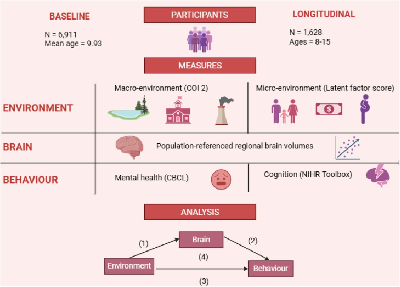 Brief overview of methodologyNote. Brief overview of methodology, including participants in the baseline and longitudinal cohort. The macro-environment was measured via the Child Opportunity Index (COI 2.0), which captures a broad range of neighbourhood-level environmental indicators across the social and economic, health and environment, and educational domains. The micro-environment was summarised into a single summary latent factor score, which aggregates a range of proximal factors such economic security, parental characteristics, school/community environment, and adverse childhood experiences. For population-referenced measures of grey matter volume, centile scores were calculated for each individual, which reflect the percentile each individual’s brain volumes fall in relation to age and sex-matched peers. Mental health traits were measured via the Childhood Behaviour Checklist (CBCL), grouped into internalising (e.g., sadness, depression, anxiety, and loneliness) and externalising (e.g., aggression and rule-breaking) traits. Cognition was measured via the NIH Toolbox Cognition Battery (NIH Toolbox®), which consists of various sub-tasks assessing cognitive domains such as executive function, memory, processing speed, vocabulary, and reading.