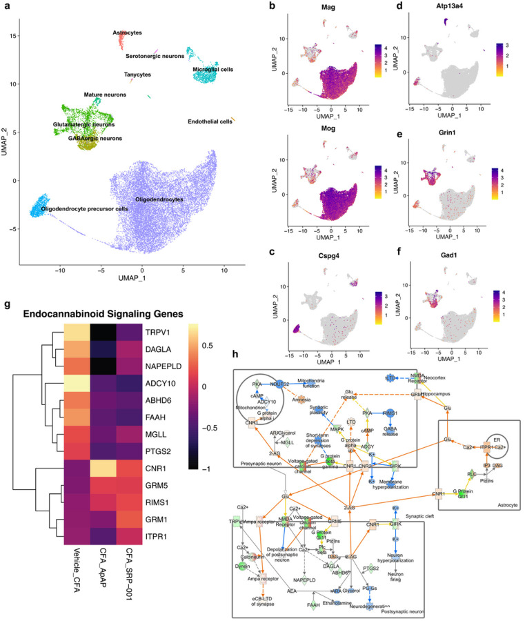 Cell annotation, marker gene feature plots, and endocannabinoid signaling pathway from neurons of PAG region cells in CFA-induced chronic inflammatory pain model with ApAP and SRP-001 treatments.a, UMAP plots showing the distribution of annotated cell clusters color-coded by each cluster – astrocytes, excitatory neurons, inhibitory interneurons, oligodendrocytes, oligodendrocyte precursor cells (OPC), and microglia, from the aggregated clusters of all the 4 samples. b-f, Marker gene feature plots showing selected distinctive marker genes used for cell annotation of single cell clusters into 6 different cellular subpopulations. b, Oligodendrocytes, c, Astrocytes, d, OPC, e, Glutamatergic neurons, and f, GABAergic neurons. g, Heatmap of DESeq2-normalized expression values from scRNA-seq data for genes involved in endocannabinoid signaling. h, Endocannabinoid signaling pathways generated by IPA with an overlay based on DESeq2-normalized expression values of differentially expressed genes (DEGs) in neuronal clusters CFA_Vehicle vs CFA_SRP-001 treatments, respectively.