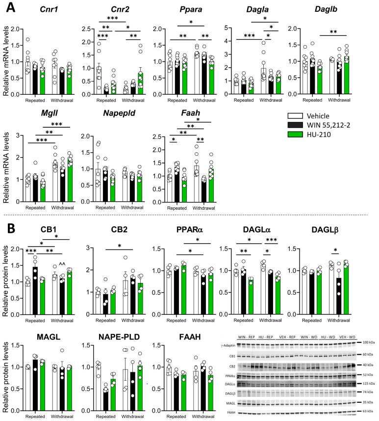 Repeated administration and withdrawal of WIN 55,212-2 and HU-210 on the endocannabinoid system markers of gene expression (A) and protein levels (B) in the hippocampus. Two-way analysis of variance (ANOVA), whose factors were dependence (repeated administration vs. withdrawal) and drug (vehicle vs. WIN 55,212-2 or HU-210) followed by Tukey post hoc test for multiple comparisons between two groups (*). A p value < 0.05 was considered statistically significant (* = p < 0.05, ** = p < 0.01, *** = p < 0.001).
