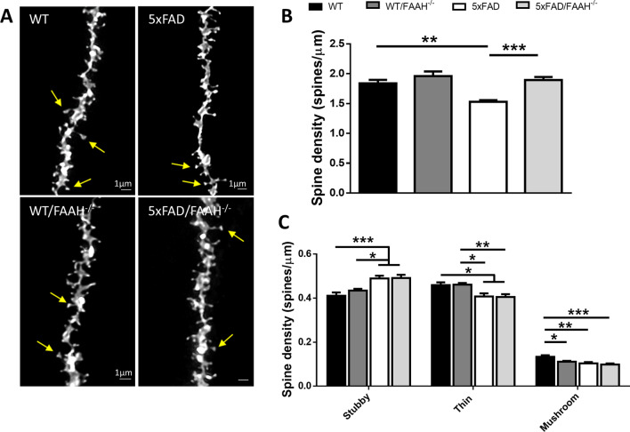 Dendritic spine density and morphology in the hippocampus of WT, FAAH−/−, 5xFAD, and 5xFAD/FAAH−/− mice. A Deconvoluted confocal images of apical dendrites from DiI-labelled CA1 pyramidal neurons in 6-month-old WT, FAHH−/−, 5xFAD, and 5xFAD/FAAH−/− mice. Yellow arrows point to mushroom spines. B The dendritic spine density was determined in all four genotypes using the Neuron Studio freeware. Two-way ANOVA followed by Tukey’s test was used to determine differences among groups (**p < 0.01, ***p < 0.001). C Density of each type of dendritic spine (stubby, thin, and mushroom) in apical dendrites of CA1 pyramidal neurons in 6-month-old WT, FAHH−/−, 5xFAD, and 5xFAD/FAAH−/− mice. Two-way ANOVA followed by Tukey’s test (*p < 0.05, **p < 0.01, ***p < 0.001). For all panels, data are presented as means ± s.e.m. (n = 21 dendrites per genotype from 3 to 4 mice per genotype)