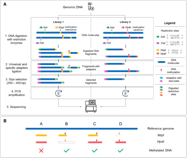 Schematic representation of the Comparative Restriction Enzyme Analysis of Methylation (CREAM) approach. (A) The same genomic DNA was used as input for the preparation of two libraries. Digestion of the DNA molecules was performed using a set of restriction enzymes sharing a same restriction site but with different sensitivity to DNA methylation (1). Then, universal adapters and sample-specific barcodes were ligated to digested fragments (2). DNA fragments were size selected (3), amplified (4) and sequenced (5). (B) The comparative analysis of sequencing data of both libraries leads to four possibilities based on either presence/absence or the length of the DNA fragments. Shared fragments in both libraries with the same length and location in the genome indicate the absence of DNA methylation (possibility A) while differences in the presence or the length of the fragments between the libraries indicate the existence of DNA methylation (possibilities B-D). The DNA fragments with dashed lines and a white center represent absent fragments in the libraries.