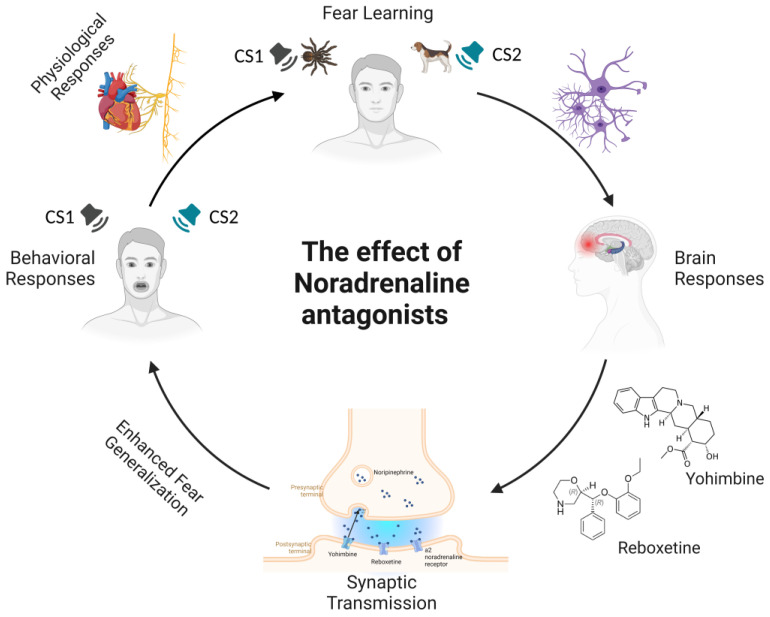 Schematic representation of noradrenergic modulation during fear learning by the administration of adrenergic antagonists. In fear-learning paradigms, following the pairing of a neutral stimulus with an innately aversive stimulus, conditioned fear responses develop after the presentation of the conditioned stimulus alone. Exposure to aversive events leads to the release of neurotransmitters, such as noradrenaline (NA). Specifically, NA is released from noradrenergic nerve terminals, where it diffuses across the synaptic cleft and activates adrenergic receptors to elicit a postsynaptic effect. Noradrenergic antagonists in presynaptic terminals act by decreasing the inhibitory influence of the α2-adrenoceptor on noradrenaline release. This causes the enhancement of fear memory and increased fear generalization, an active process that refers to an increased ability to discriminate between CS1 and CS2, leading to increased retrieval of fear memory and fear expression. Notes. CS1 = Conditioned stimulus 1; CS2 = Conditioned stimulus 2; NA = noradrenaline.