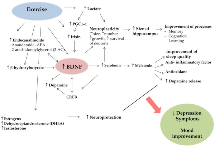 Potential mechanisms of ET impact on BDNF to decrease depression symptoms. (PGC1-α, peroxisome proliferator-activated receptor-gamma coactivator; BDNF, brain-derived neurotrophic factor; CREB, cAMP-response element binding protein).