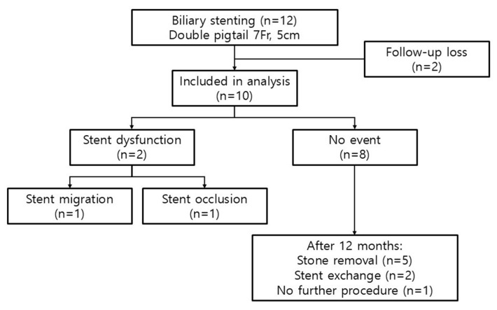 Patient flow and clinic al outcomes. Of 12 patients who received biliary stenting, 10 were included in the final analysis. Two experienced early stent dysfunctions, and eight had no events. At 12 months, five underwent stone removal, two had elective stent exchange, and one was managed with observation.