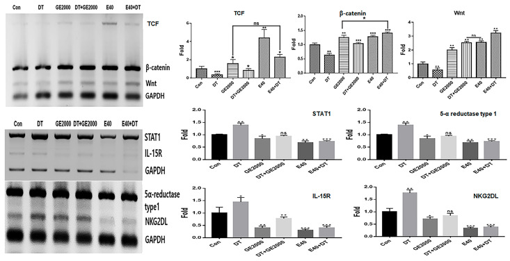 The levels of alopecia-modulating markers in hair dermal papilla stem cells under various conditions. These results show the levels of alopecia markers in hair follicle dermal papilla stem cells (HFDPSCs) under the germinated hemp seed extract (GHSE; 2000 µg/mL, GE2000), dihydrotestosterone (DT) 1 ng/mL, induced exosomes 40 μg/mL, DT1 after exposure to GE2000 (DT+GE2000), and DT1 after exposure to E40 (E40+DT). ns, not significant; (* p < 0.05; ** p < 0.01; *** p < 0.001).