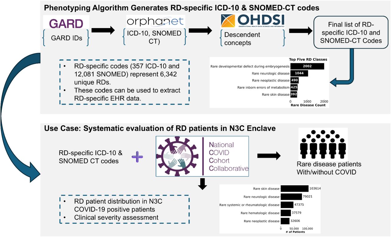Study design.In this study, we developed a phenotyping algorithm that leverages GARD, Orphanet, and OHDSI to produce RD-specific ICD-10 and SNOMED-CT codes. These codes are specific to individual diseases are devoid of group disorders and phenotypes. We demonstrate the utility of these codes through a clinical assessment of RD patients in the N3C Enclave. Specifically, we systematically identified RD patients in the enclave and evaluated distributions of RD patients by their Orphanet class, as well as risk of COVID-19 mortality.