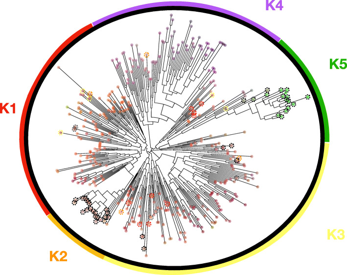 Neighbour-joining tree. Showing the relative phylogenetic location of the 420 cannabis accessions typed at 23 single nucleotide polymorphisms (SNP). Discriminant analysis of principal component (DAPC) clusters are shown with K1-K5 represented by different colors. K1-K4 are resin type cannabis and K5 is the fiber type cannabis or hemp. Colored dotted circles highlight individuals assigned differently between the neighbor-joining tree and DAPC clusters. Type-III plants are shown with a dotted black circle and type-II plants are shown with dotted grey circle